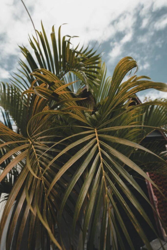 Tropical palm trees lining the beautiful villa area.